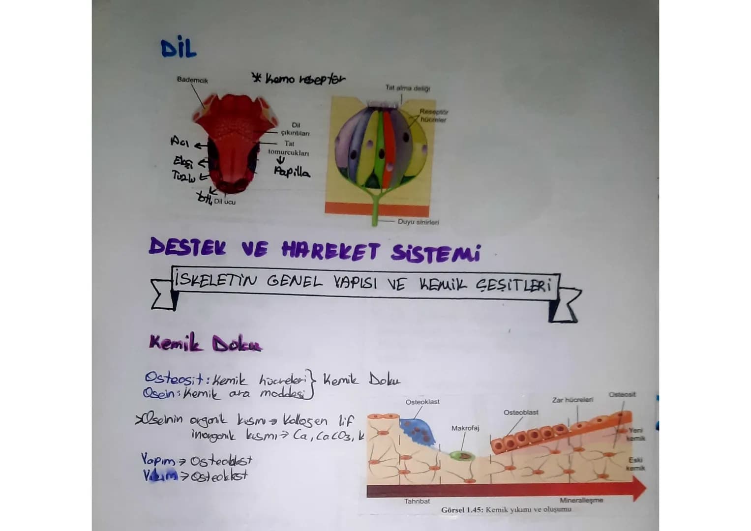 SINDIRIM SISTEMI
Ağız
Karaciğer
Safra
kesesi
Ince
bağırsak
Apandis
Anūs
AĞIZ
Tükürük
bezleri
Yemek
borusu
Mide
•Hem fiziksel hem kimyosol si