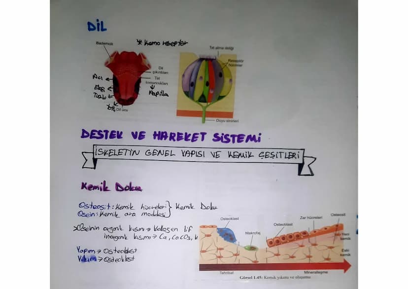 SINDIRIM SISTEMI
Ağız
Karaciğer
Safra
kesesi
Ince
bağırsak
Apandis
Anūs
AĞIZ
Tükürük
bezleri
Yemek
borusu
Mide
•Hem fiziksel hem kimyosol si