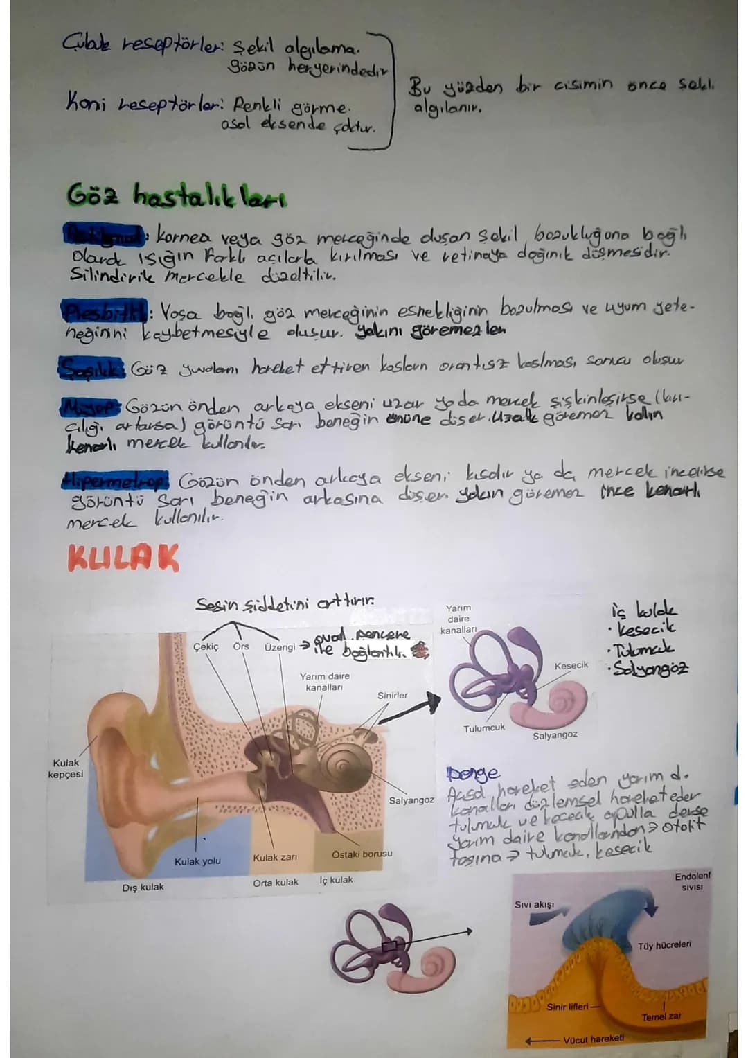 SINDIRIM SISTEMI
Ağız
Karaciğer
Safra
kesesi
Ince
bağırsak
Apandis
Anūs
AĞIZ
Tükürük
bezleri
Yemek
borusu
Mide
•Hem fiziksel hem kimyosol si