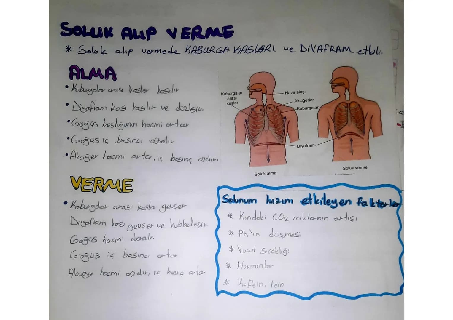 SINDIRIM SISTEMI
Ağız
Karaciğer
Safra
kesesi
Ince
bağırsak
Apandis
Anūs
AĞIZ
Tükürük
bezleri
Yemek
borusu
Mide
•Hem fiziksel hem kimyosol si