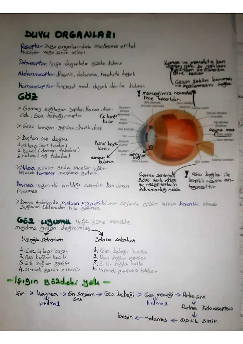 SINDIRIM SISTEMI
Ağız
Karaciğer
Safra
kesesi
Ince
bağırsak
Apandis
Anūs
AĞIZ
Tükürük
bezleri
Yemek
borusu
Mide
•Hem fiziksel hem kimyosol si