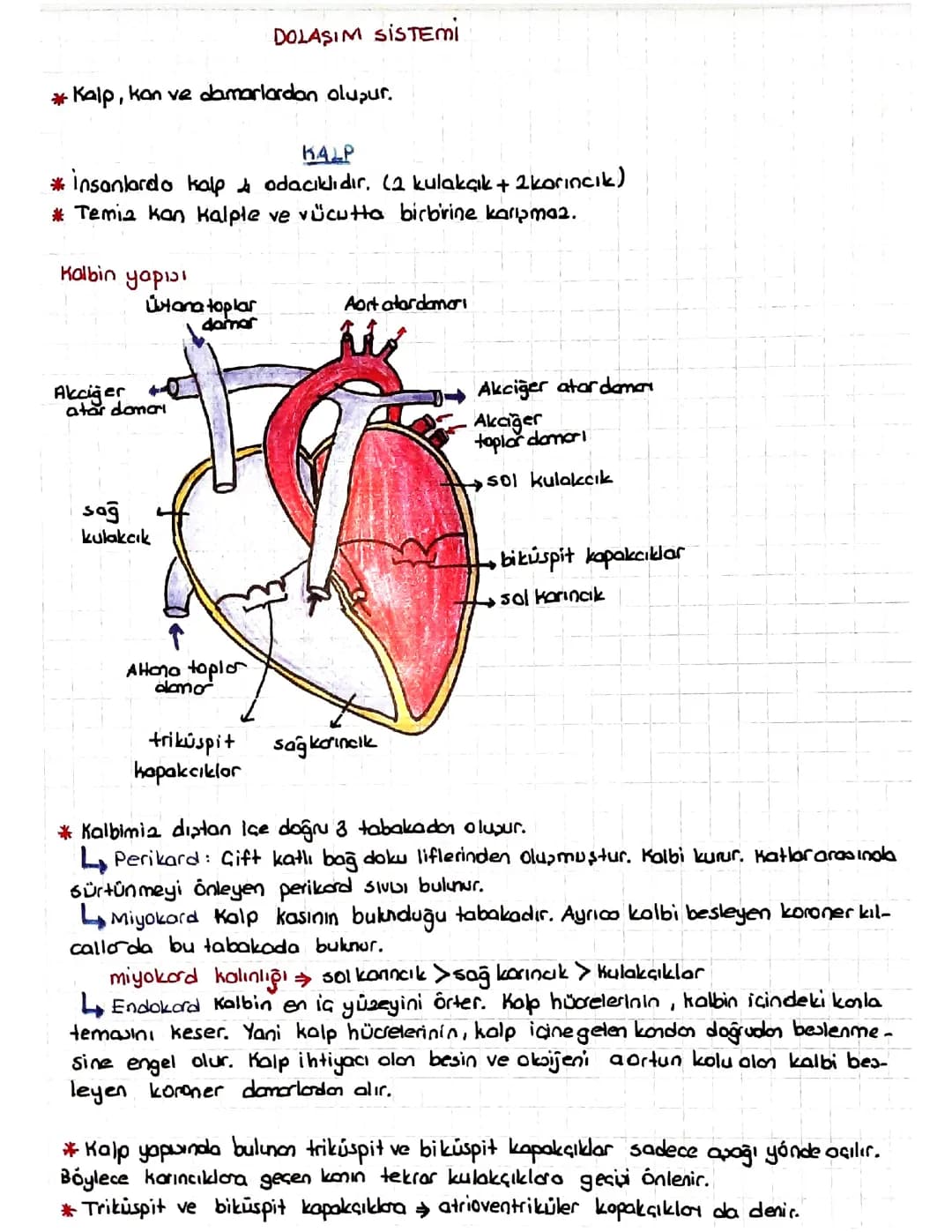 Dolaşım Sistemi