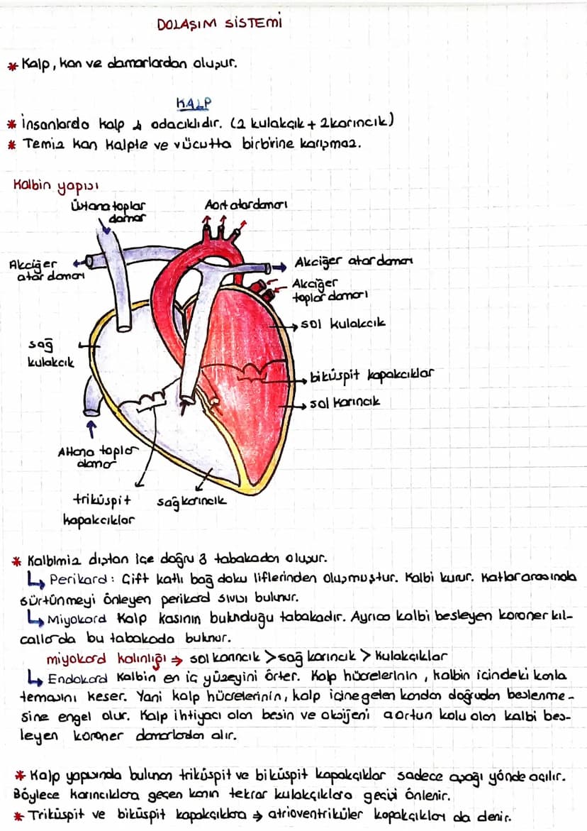 DOLAŞIM SİSTEMİ
*Kalp, kan ve damarlardan oluşur.
KALP
* insanlarda kalp & odacıklıdır. (2 kulakçık + 2 karıncık)
* Temia kan kalpte ve vücu