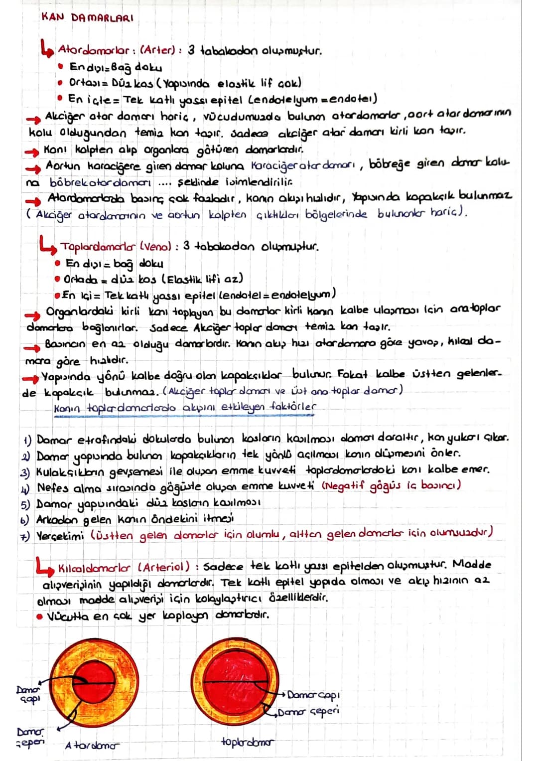 DOLAŞIM SİSTEMİ
*Kalp, kan ve damarlardan oluşur.
KALP
* insanlarda kalp & odacıklıdır. (2 kulakçık + 2 karıncık)
* Temia kan kalpte ve vücu