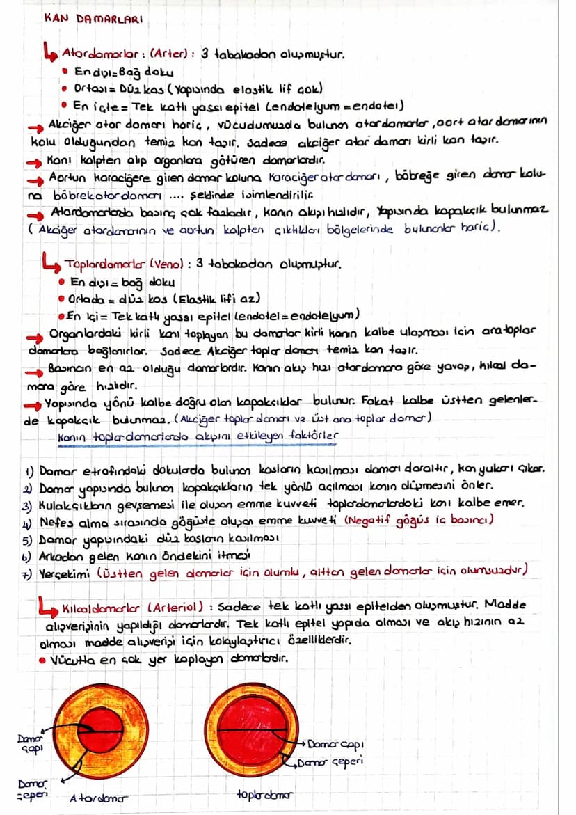 DOLAŞIM SİSTEMİ
*Kalp, kan ve damarlardan oluşur.
KALP
* insanlarda kalp & odacıklıdır. (2 kulakçık + 2 karıncık)
* Temia kan kalpte ve vücu