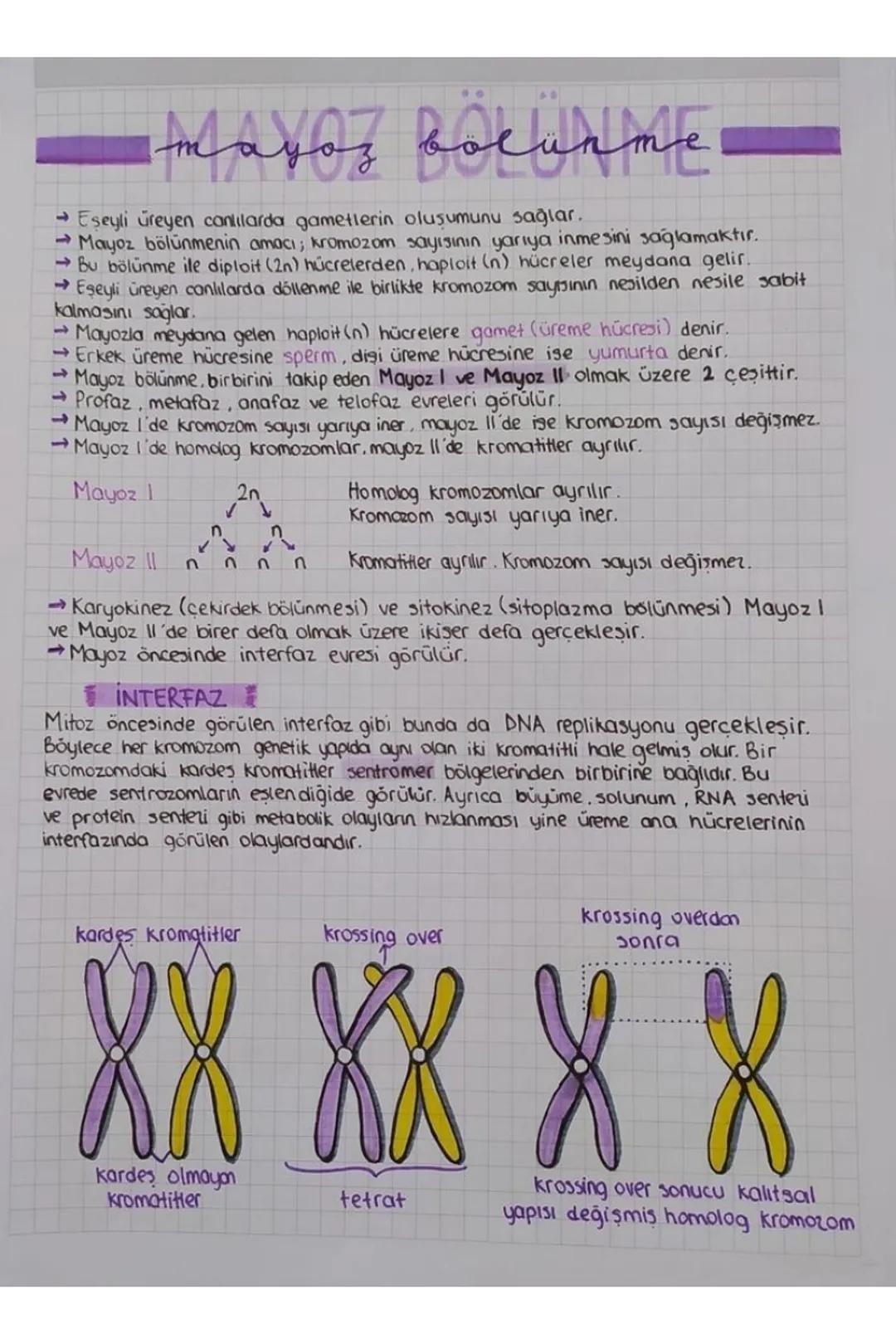 mayoz bolunme
→ Eşeyli üreyen canlılarda gametlerin oluşumunu sağlar.
→Mayoz bölünmenin amacı; kromozom sayısının yarıya inmesini sağlamaktı