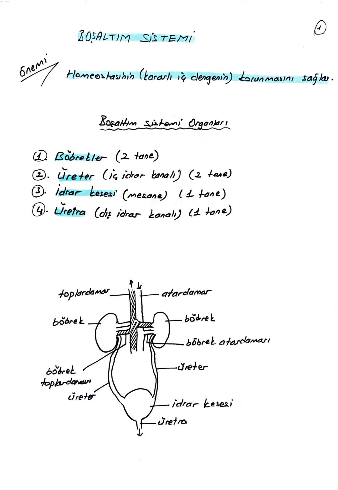 блемі

BOŞALTIM SİSTEMİ

Homeostasının (kararlı iç dengesin) korunmasını sağlar.

Boşaltım sistemi Organları

① Böbrekler (2 tane)

Üreter (