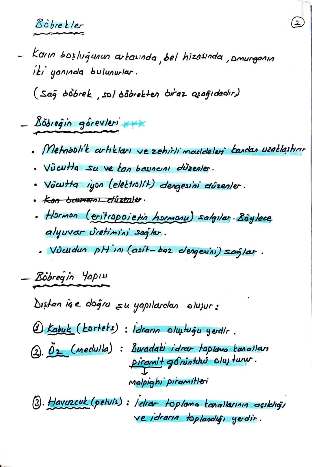 блемі

BOŞALTIM SİSTEMİ

Homeostasının (kararlı iç dengesin) korunmasını sağlar.

Boşaltım sistemi Organları

① Böbrekler (2 tane)

Üreter (