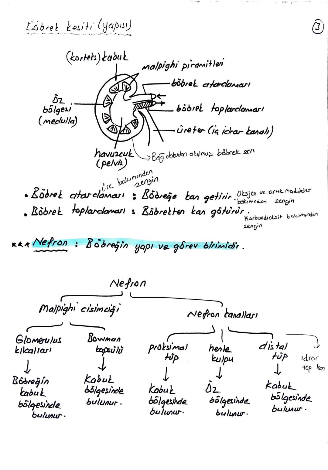 блемі

BOŞALTIM SİSTEMİ

Homeostasının (kararlı iç dengesin) korunmasını sağlar.

Boşaltım sistemi Organları

① Böbrekler (2 tane)

Üreter (