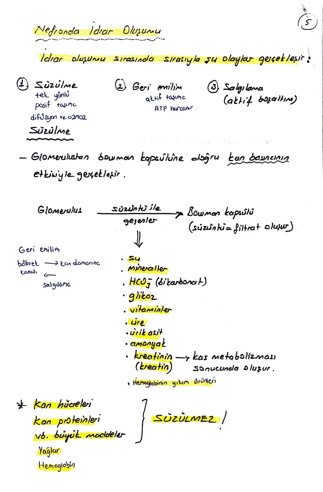 блемі

BOŞALTIM SİSTEMİ

Homeostasının (kararlı iç dengesin) korunmasını sağlar.

Boşaltım sistemi Organları

① Böbrekler (2 tane)

Üreter (