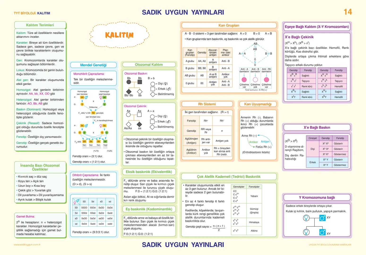 # TYT BİYOLOJİ KALITIM

# SADIK UYGUN YAYINLARI

14

## Kalıtım Terimleri

Kalıtım: Türe ait özelliklerin nesillere aktarımı inceler.

Karak