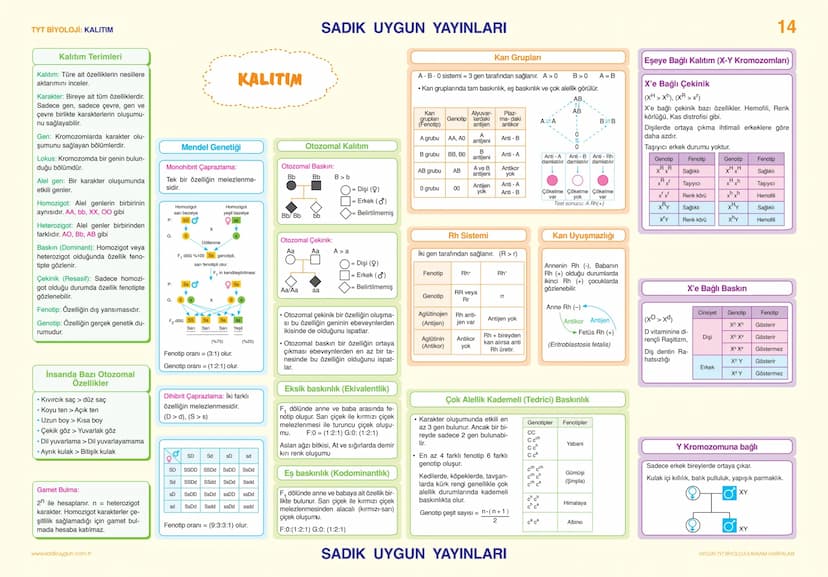# TYT BİYOLOJİ KALITIM

# SADIK UYGUN YAYINLARI

14

## Kalıtım Terimleri

Kalıtım: Türe ait özelliklerin nesillere aktarımı inceler.

Karak