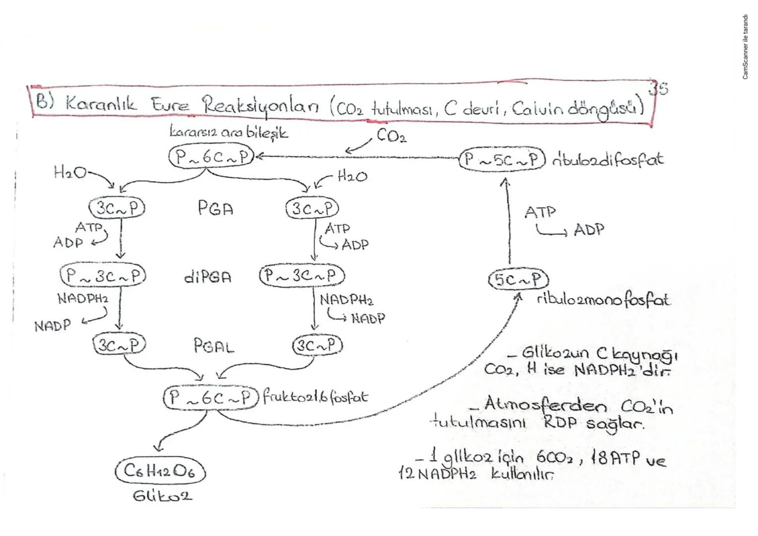 FOTOSENTE2
amaç, besin üretmek
hammadde
yon
Ürün
T
02
- CO₂ (besinin C koyrağı),
H₂O (O₂ kaynağı),
Klorofil,
2amon-
gündüz
yer -
kloroplast
