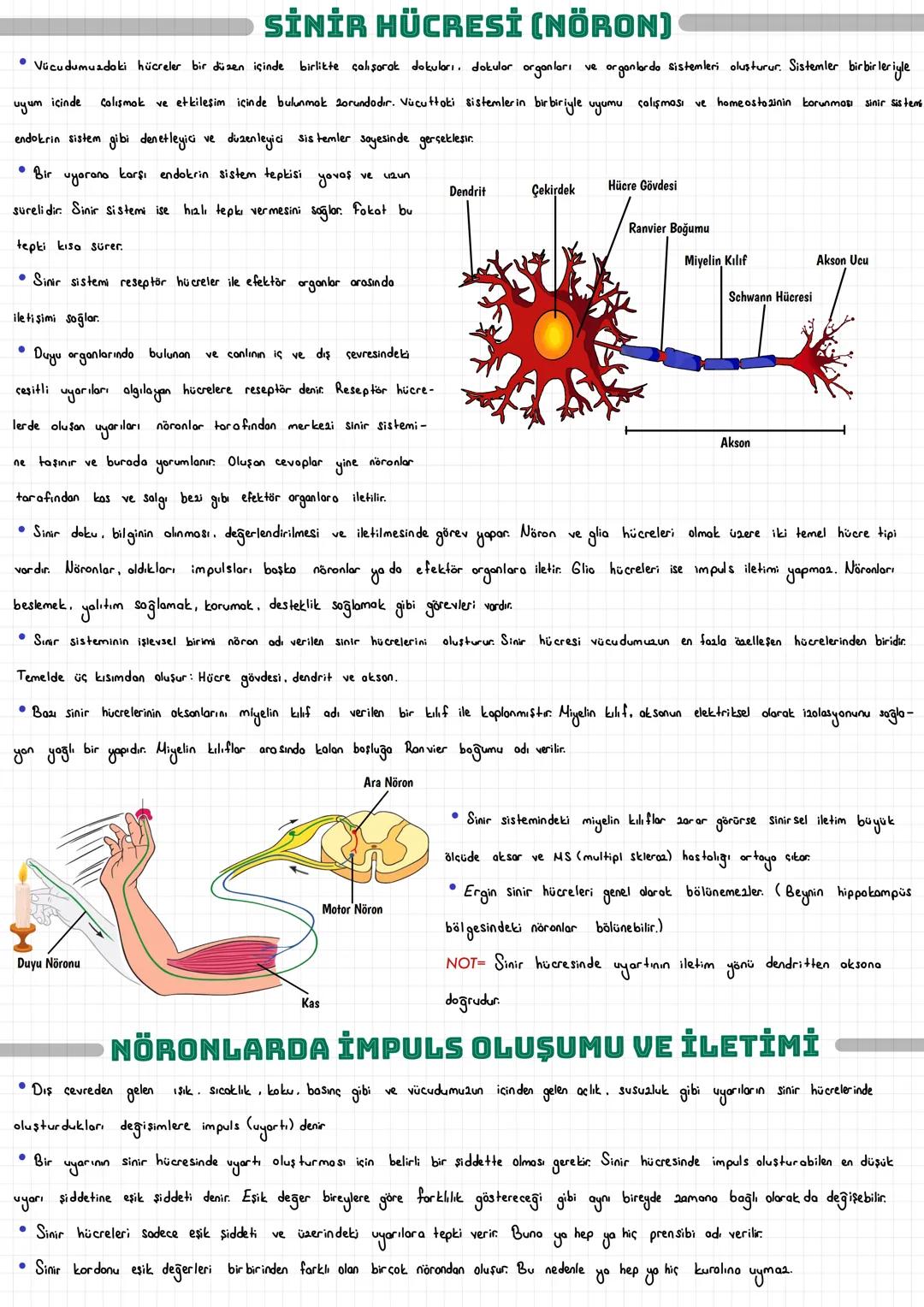  SİNİR HÜCRESİ (NÖRON)
Vücudumuzdaki hücreler bir düzen içinde birlikte çalışarak dokuları, dokular organları ve organlarda sistemleri oluşt