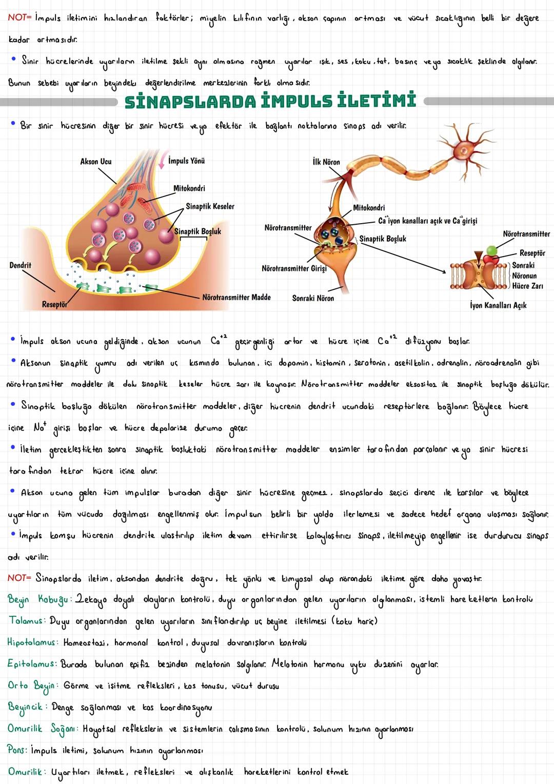  SİNİR HÜCRESİ (NÖRON)
Vücudumuzdaki hücreler bir düzen içinde birlikte çalışarak dokuları, dokular organları ve organlarda sistemleri oluşt