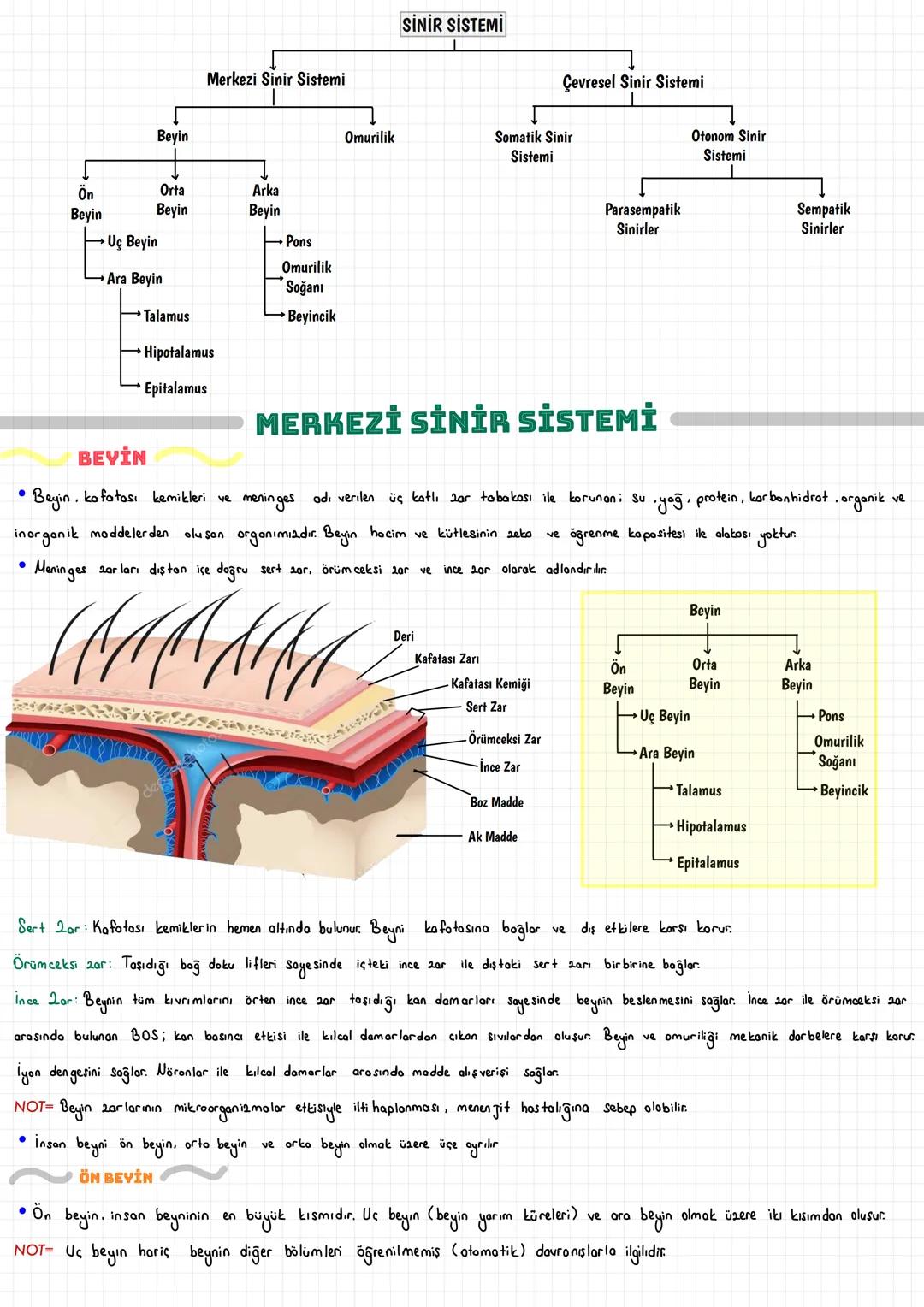  SİNİR HÜCRESİ (NÖRON)
Vücudumuzdaki hücreler bir düzen içinde birlikte çalışarak dokuları, dokular organları ve organlarda sistemleri oluşt