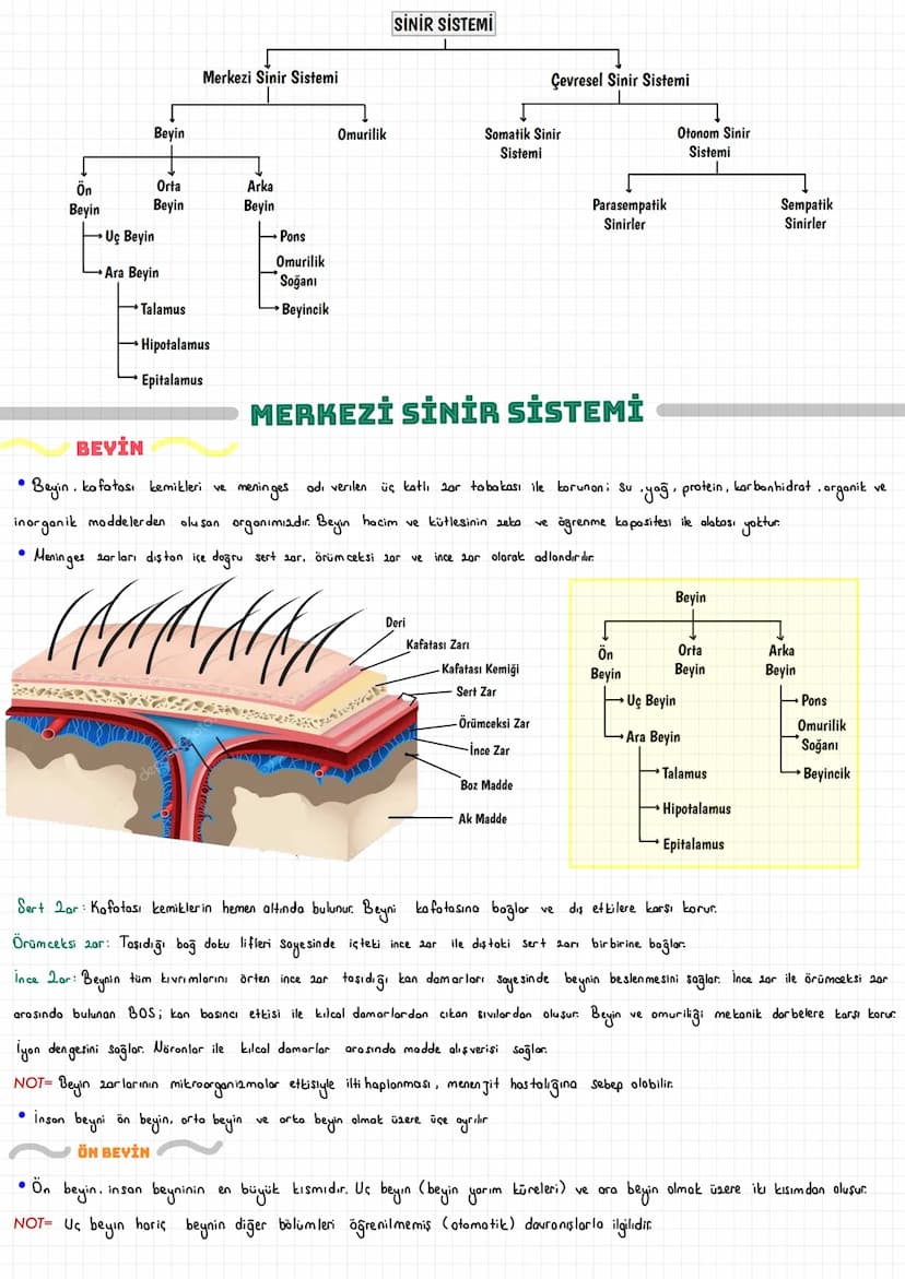  SİNİR HÜCRESİ (NÖRON)
Vücudumuzdaki hücreler bir düzen içinde birlikte çalışarak dokuları, dokular organları ve organlarda sistemleri oluşt