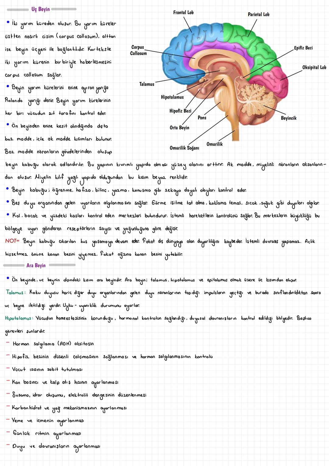  SİNİR HÜCRESİ (NÖRON)
Vücudumuzdaki hücreler bir düzen içinde birlikte çalışarak dokuları, dokular organları ve organlarda sistemleri oluşt