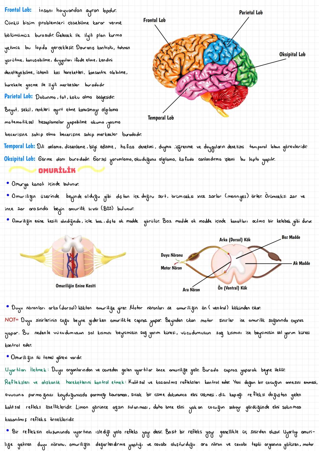  SİNİR HÜCRESİ (NÖRON)
Vücudumuzdaki hücreler bir düzen içinde birlikte çalışarak dokuları, dokular organları ve organlarda sistemleri oluşt