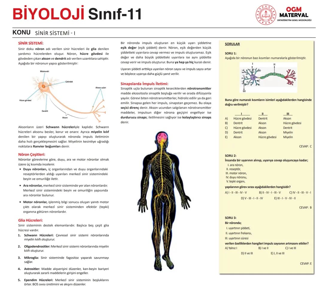 ogm material 11 biyo