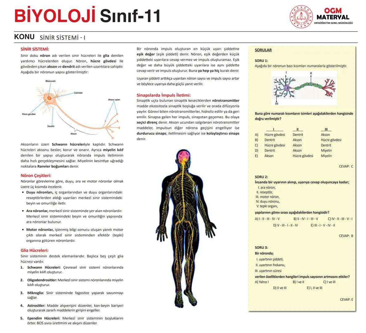 # BİYOLOJİ Sınıf-11

KONU SİNİR SİSTEMİ - I

## SİNİR SİSTEMİ:
Sinir doku adını verilen sinir hücreleri ile **glia** denilen yardımcı hücrel