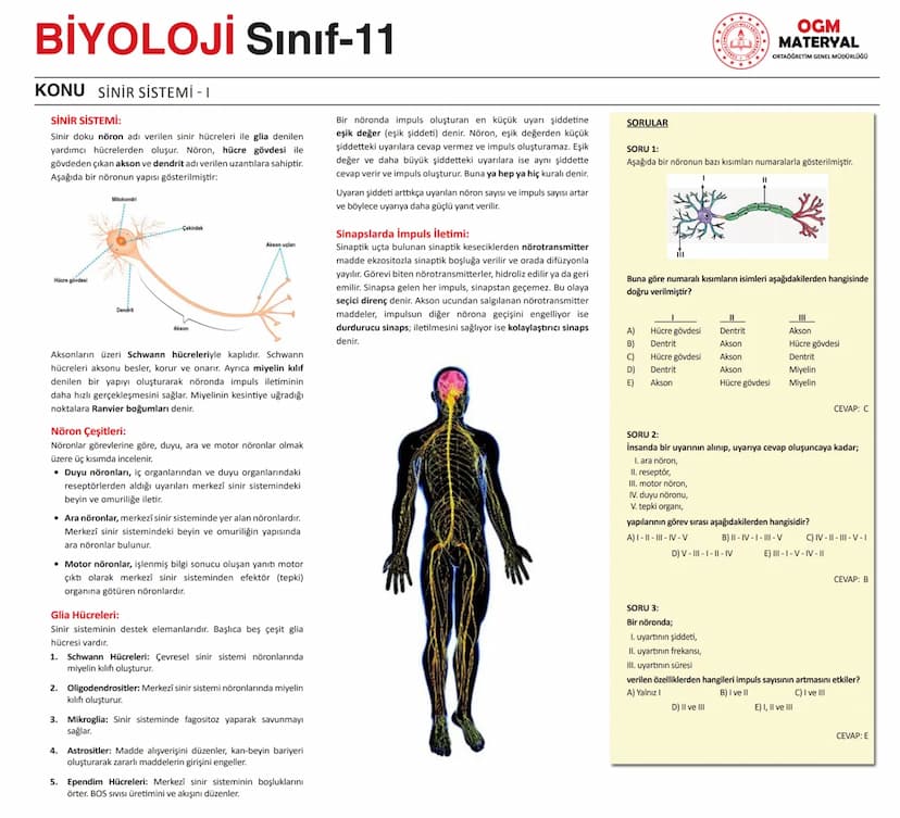 # BİYOLOJİ Sınıf-11

KONU SİNİR SİSTEMİ - I

## SİNİR SİSTEMİ:
Sinir doku adını verilen sinir hücreleri ile **glia** denilen yardımcı hücrel