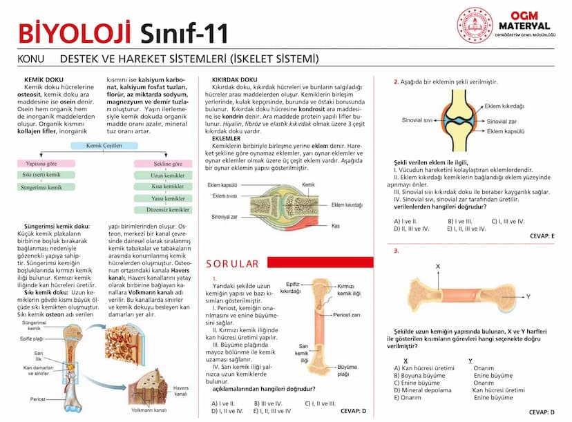 # BİYOLOJİ Sınıf-11

KONU SİNİR SİSTEMİ - I

## SİNİR SİSTEMİ:
Sinir doku adını verilen sinir hücreleri ile **glia** denilen yardımcı hücrel