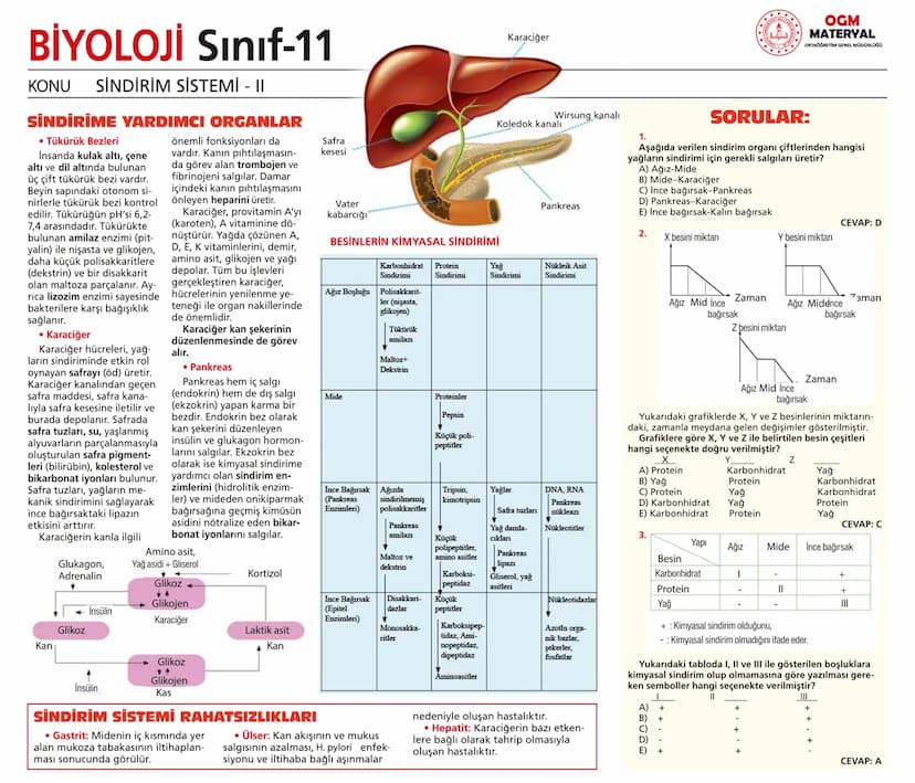 # BİYOLOJİ Sınıf-11

KONU SİNİR SİSTEMİ - I

## SİNİR SİSTEMİ:
Sinir doku adını verilen sinir hücreleri ile **glia** denilen yardımcı hücrel