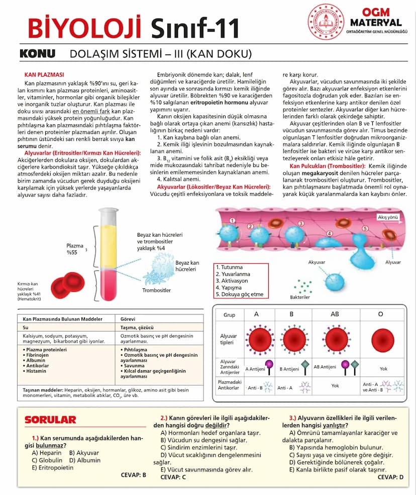 # BİYOLOJİ Sınıf-11

KONU SİNİR SİSTEMİ - I

## SİNİR SİSTEMİ:
Sinir doku adını verilen sinir hücreleri ile **glia** denilen yardımcı hücrel