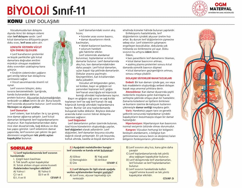 # BİYOLOJİ Sınıf-11

KONU SİNİR SİSTEMİ - I

## SİNİR SİSTEMİ:
Sinir doku adını verilen sinir hücreleri ile **glia** denilen yardımcı hücrel
