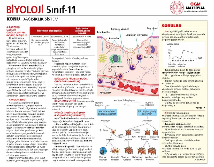# BİYOLOJİ Sınıf-11

KONU SİNİR SİSTEMİ - I

## SİNİR SİSTEMİ:
Sinir doku adını verilen sinir hücreleri ile **glia** denilen yardımcı hücrel