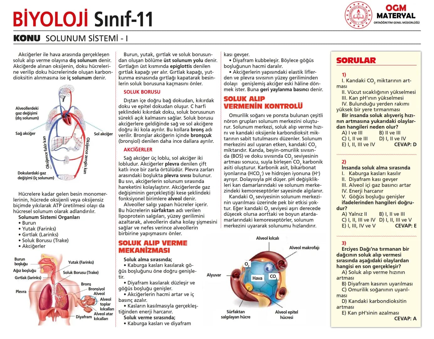 # BİYOLOJİ Sınıf-11

KONU SİNİR SİSTEMİ - I

## SİNİR SİSTEMİ:
Sinir doku adını verilen sinir hücreleri ile **glia** denilen yardımcı hücrel