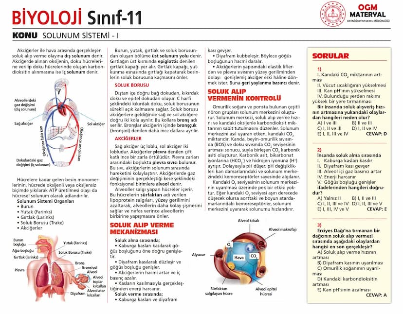# BİYOLOJİ Sınıf-11

KONU SİNİR SİSTEMİ - I

## SİNİR SİSTEMİ:
Sinir doku adını verilen sinir hücreleri ile **glia** denilen yardımcı hücrel