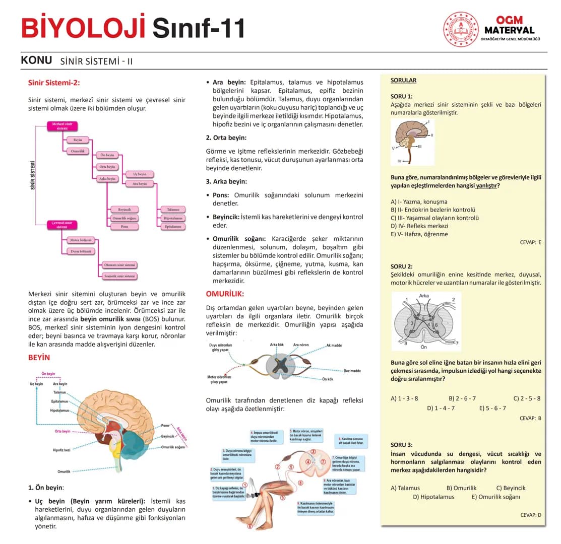 # BİYOLOJİ Sınıf-11

KONU SİNİR SİSTEMİ - I

## SİNİR SİSTEMİ:
Sinir doku adını verilen sinir hücreleri ile **glia** denilen yardımcı hücrel