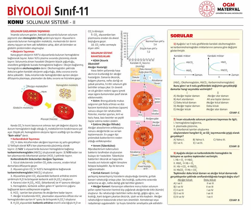 # BİYOLOJİ Sınıf-11

KONU SİNİR SİSTEMİ - I

## SİNİR SİSTEMİ:
Sinir doku adını verilen sinir hücreleri ile **glia** denilen yardımcı hücrel