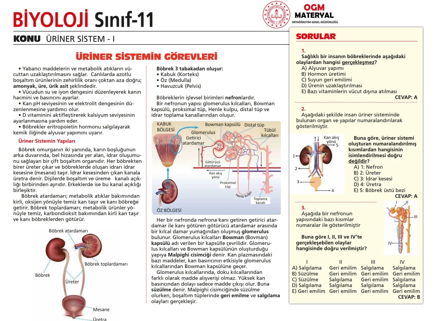 # BİYOLOJİ Sınıf-11

KONU SİNİR SİSTEMİ - I

## SİNİR SİSTEMİ:
Sinir doku adını verilen sinir hücreleri ile **glia** denilen yardımcı hücrel