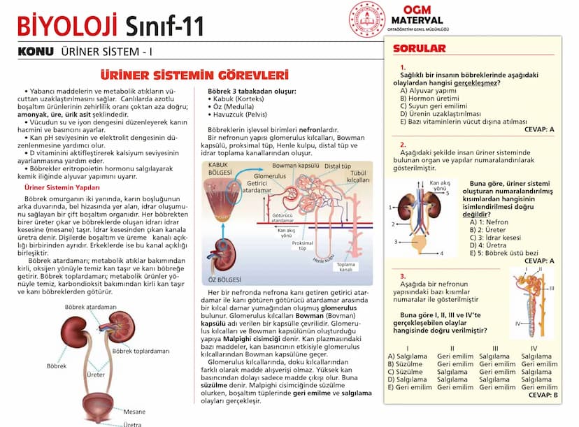 # BİYOLOJİ Sınıf-11

KONU SİNİR SİSTEMİ - I

## SİNİR SİSTEMİ:
Sinir doku adını verilen sinir hücreleri ile **glia** denilen yardımcı hücrel