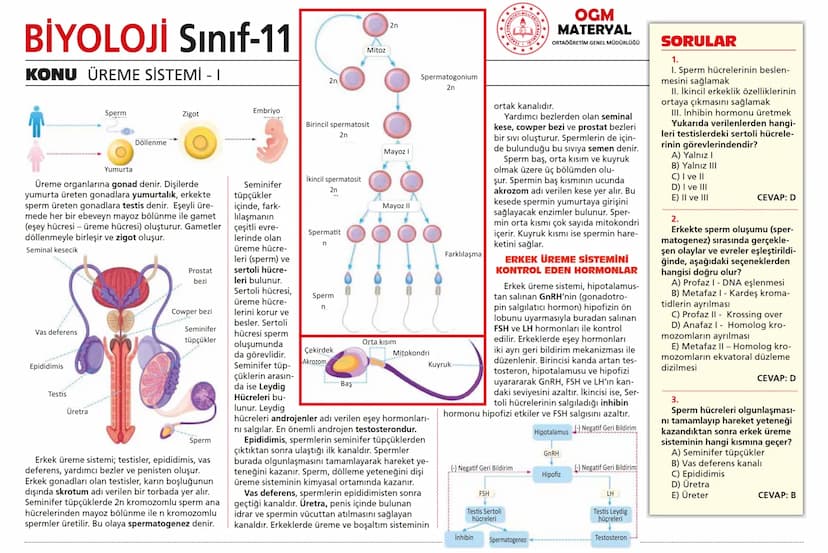 # BİYOLOJİ Sınıf-11

KONU SİNİR SİSTEMİ - I

## SİNİR SİSTEMİ:
Sinir doku adını verilen sinir hücreleri ile **glia** denilen yardımcı hücrel