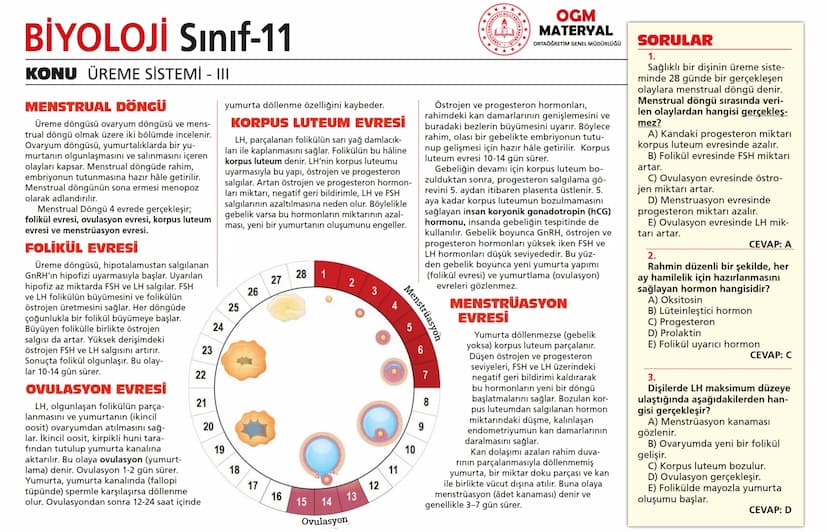 # BİYOLOJİ Sınıf-11

KONU SİNİR SİSTEMİ - I

## SİNİR SİSTEMİ:
Sinir doku adını verilen sinir hücreleri ile **glia** denilen yardımcı hücrel