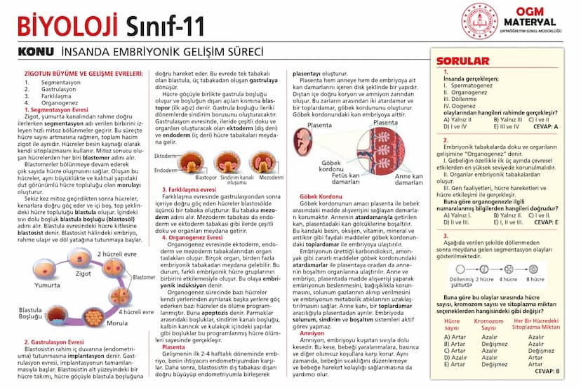# BİYOLOJİ Sınıf-11

KONU SİNİR SİSTEMİ - I

## SİNİR SİSTEMİ:
Sinir doku adını verilen sinir hücreleri ile **glia** denilen yardımcı hücrel