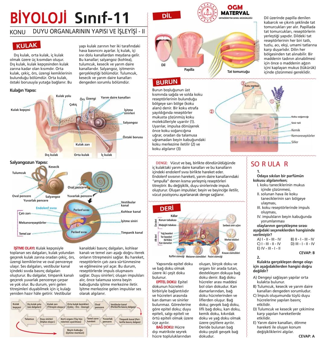 # BİYOLOJİ Sınıf-11

KONU SİNİR SİSTEMİ - I

## SİNİR SİSTEMİ:
Sinir doku adını verilen sinir hücreleri ile **glia** denilen yardımcı hücrel