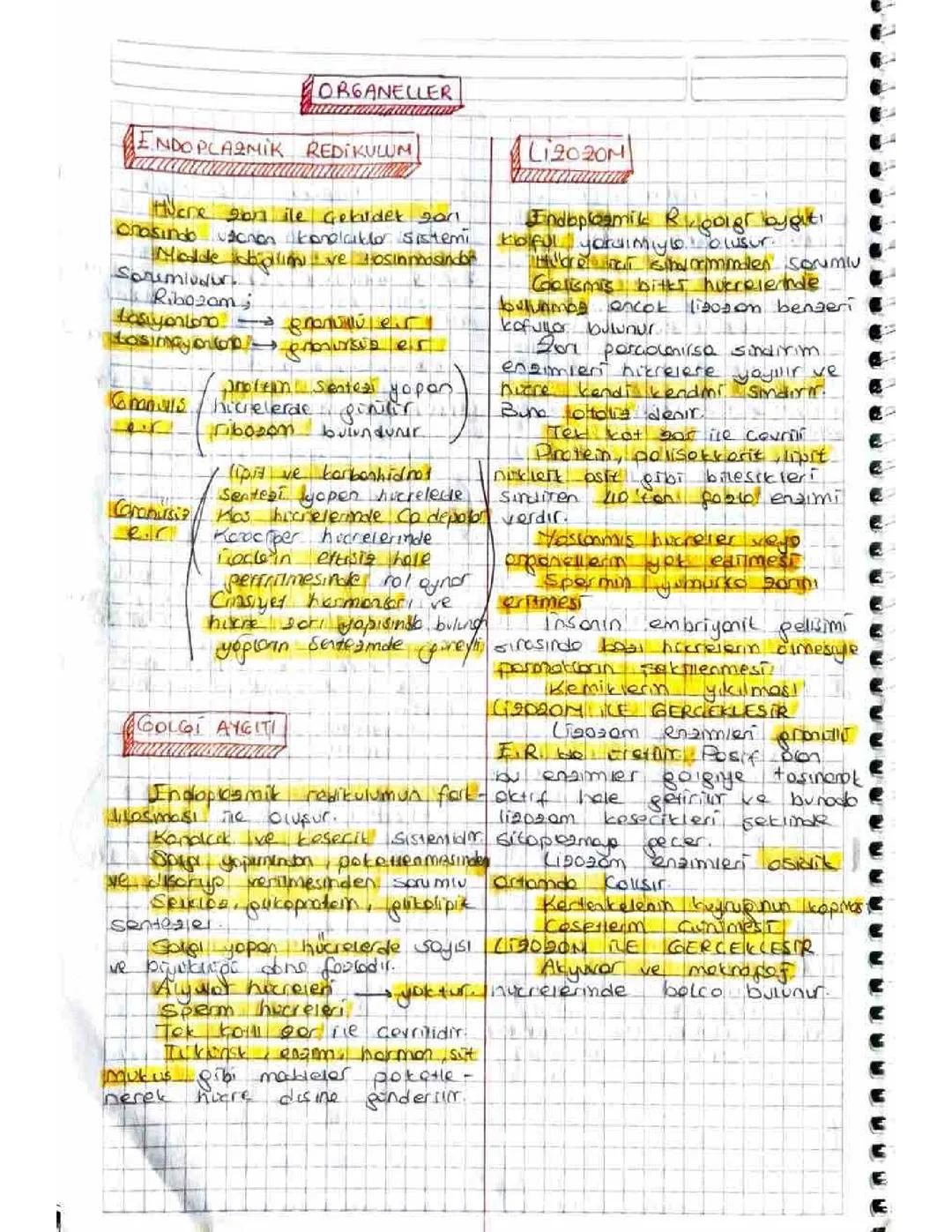 Endoplazmik Retikulum ve Hücre Organelleri: Görevleri ve Özellikleri