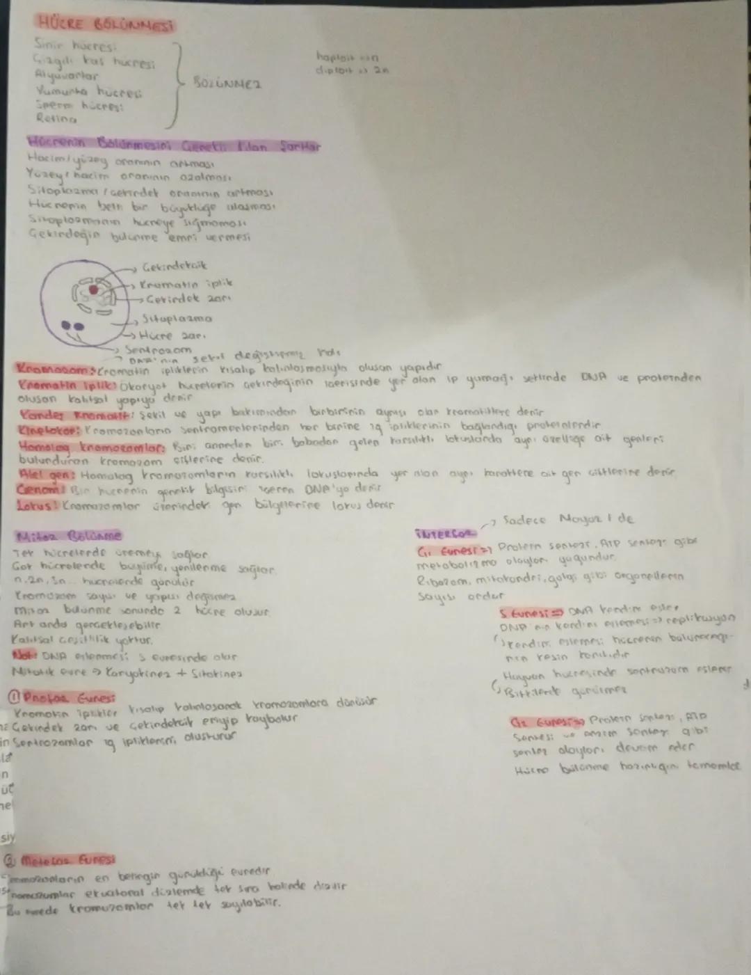 10.Sınıf Biyoloji