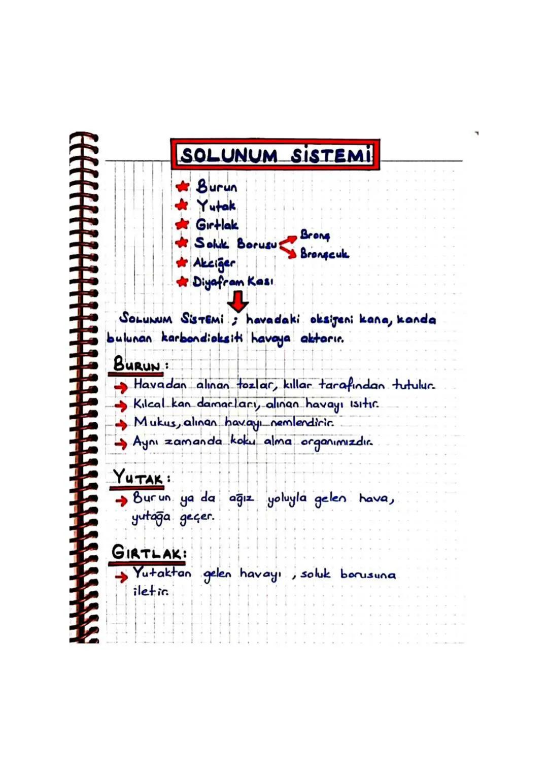 SOLUNUM SISTEMI
SOLUK BORUSU :
Havanın akciğere ulaşmasını sağlar.
Zar ile kaplıdır.
Bu zar, toz parçacıklarını ve mikropları tutmak için;
k