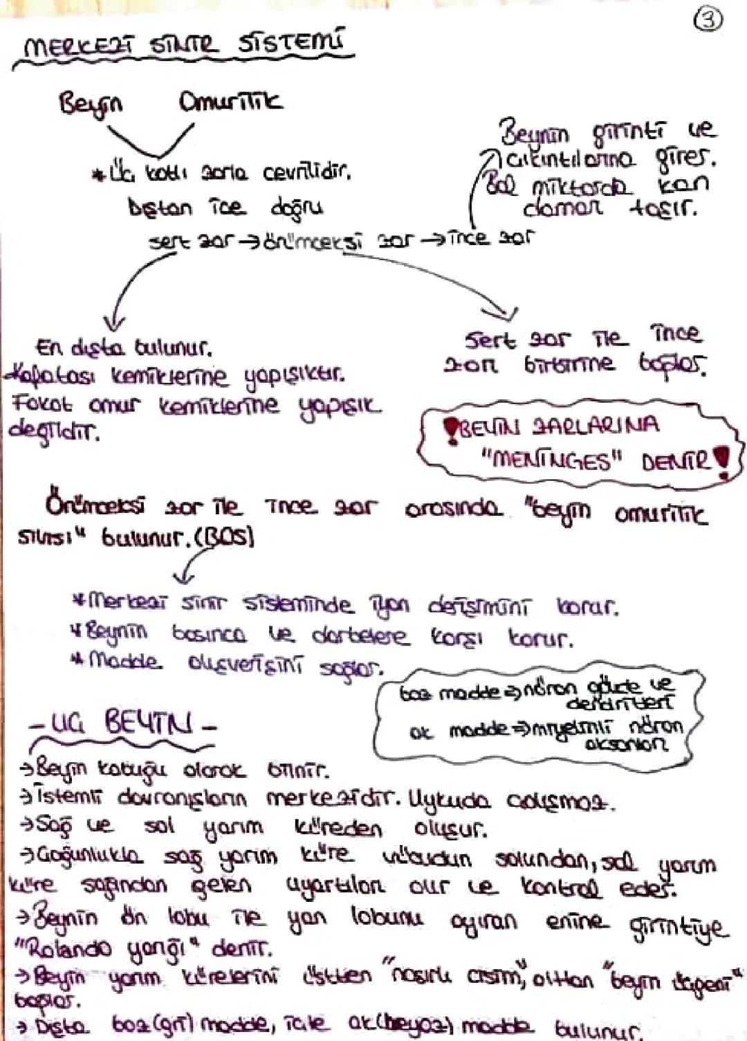 Merkezi sinir sistemi