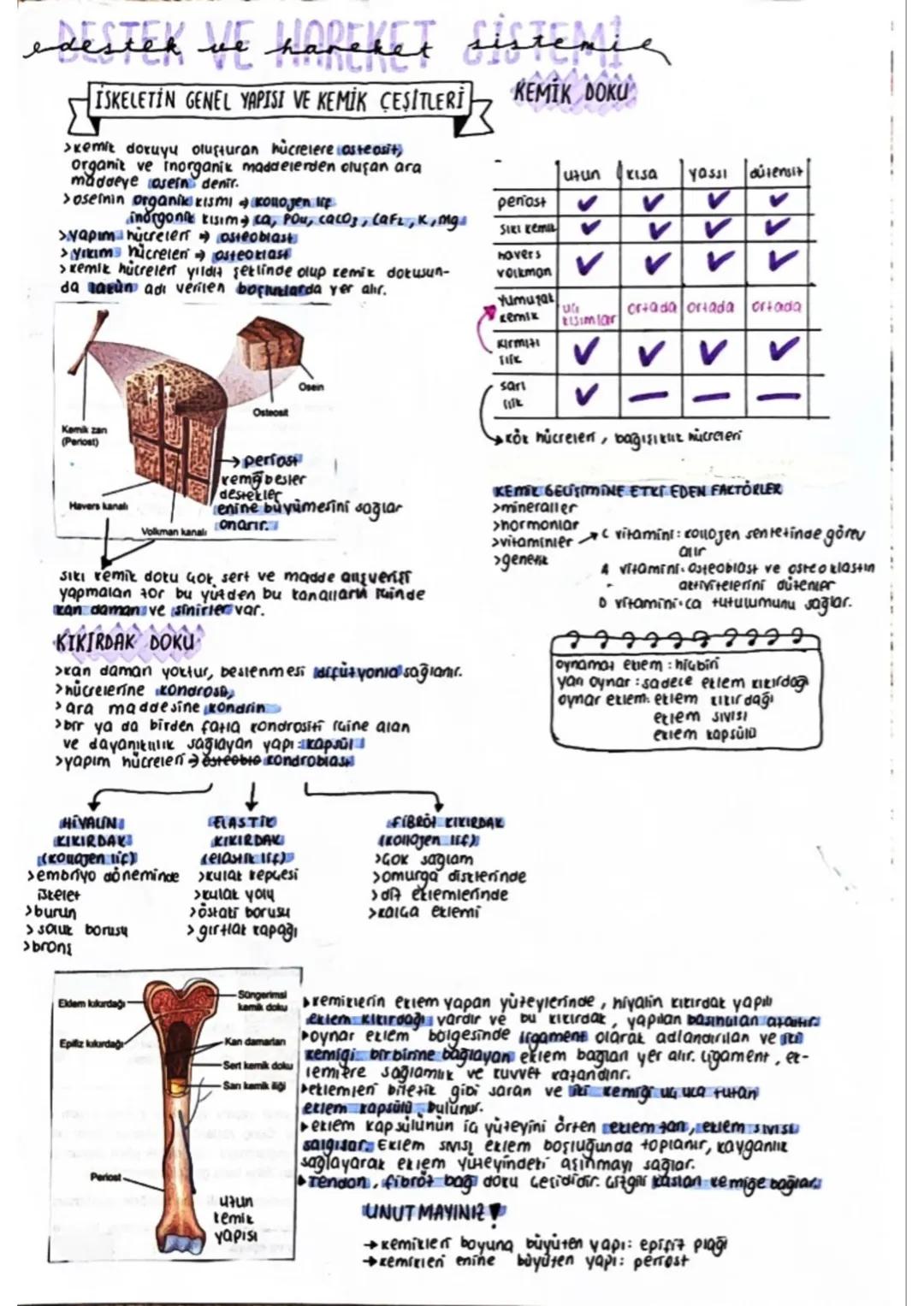 dested we havebets
ISKELETIN GENEL YAPISI VE KEMİK ÇEŞİTLERİ
>Kemit doruyu oluşturan hücrelere (aste asit)
organit ve inorganik maddelerden 