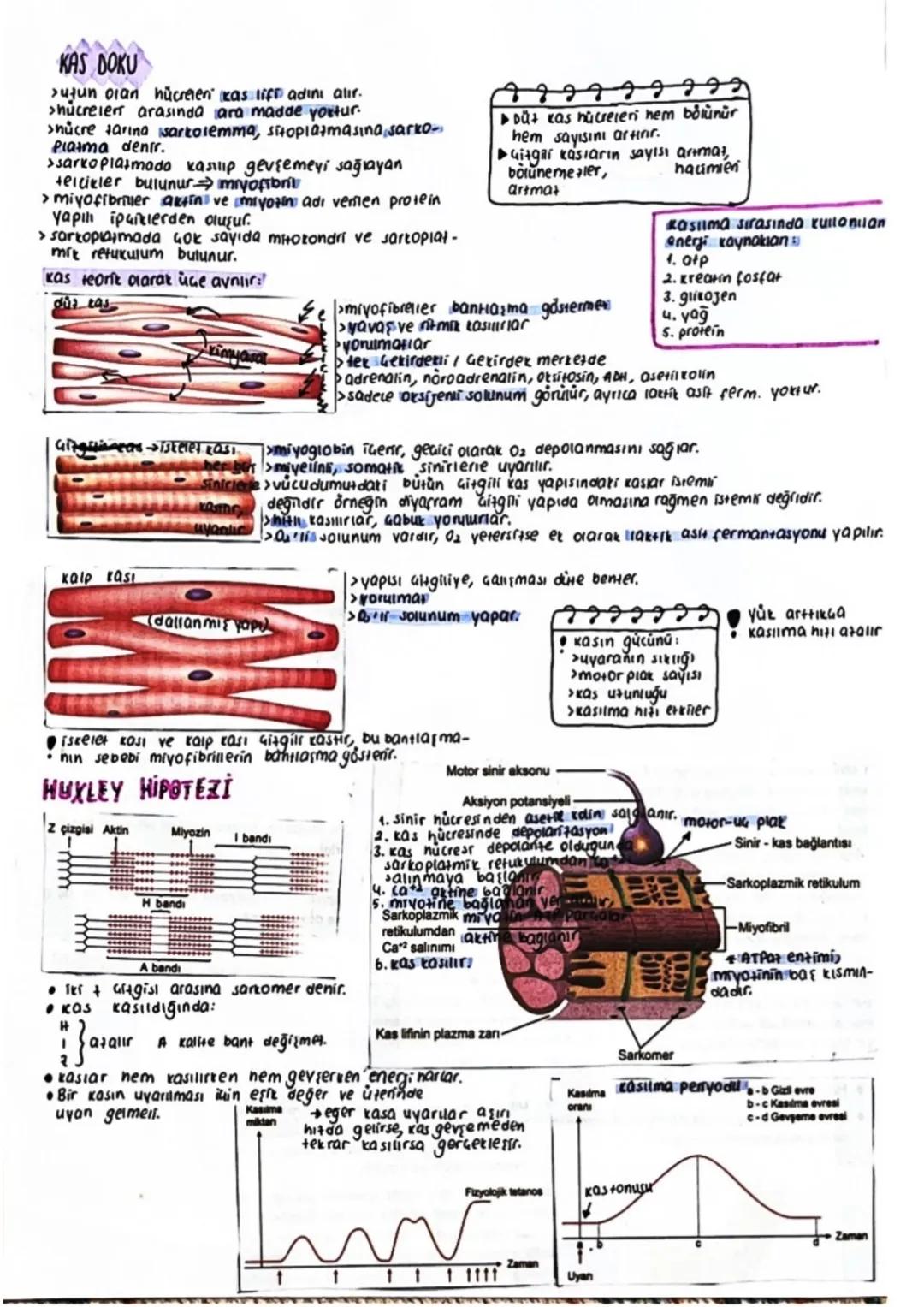 dested we havebets
ISKELETIN GENEL YAPISI VE KEMİK ÇEŞİTLERİ
>Kemit doruyu oluşturan hücrelere (aste asit)
organit ve inorganik maddelerden 