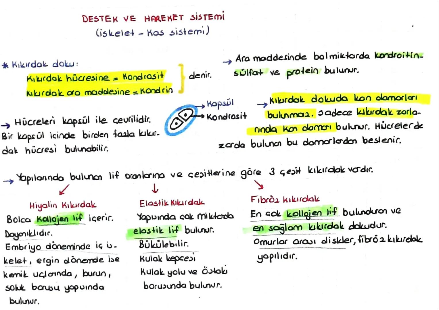 DESTEK VE HAREKET SİSTEMİ
(iskelet - Kas sistemi)
*Kıkırdak doku:
Kıkırdak hücresine = Kondrosit
denir.
=
Ara maddesinde bolmiktarda kondroi