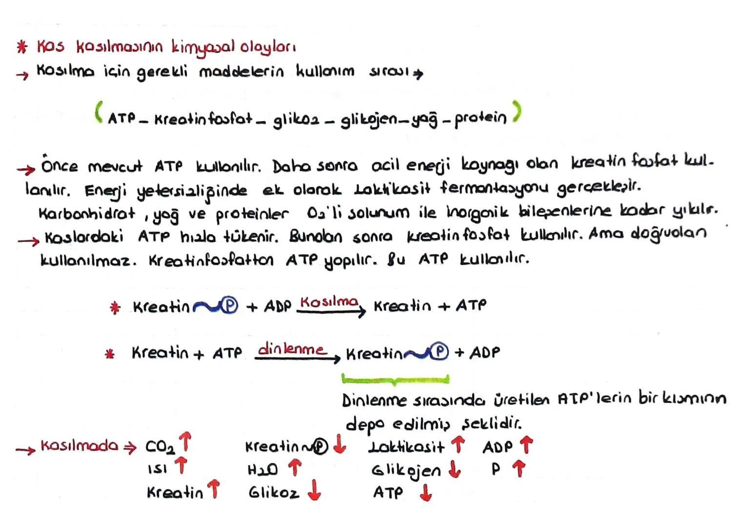 DESTEK VE HAREKET SİSTEMİ
(iskelet - Kas sistemi)
*Kıkırdak doku:
Kıkırdak hücresine = Kondrosit
denir.
=
Ara maddesinde bolmiktarda kondroi