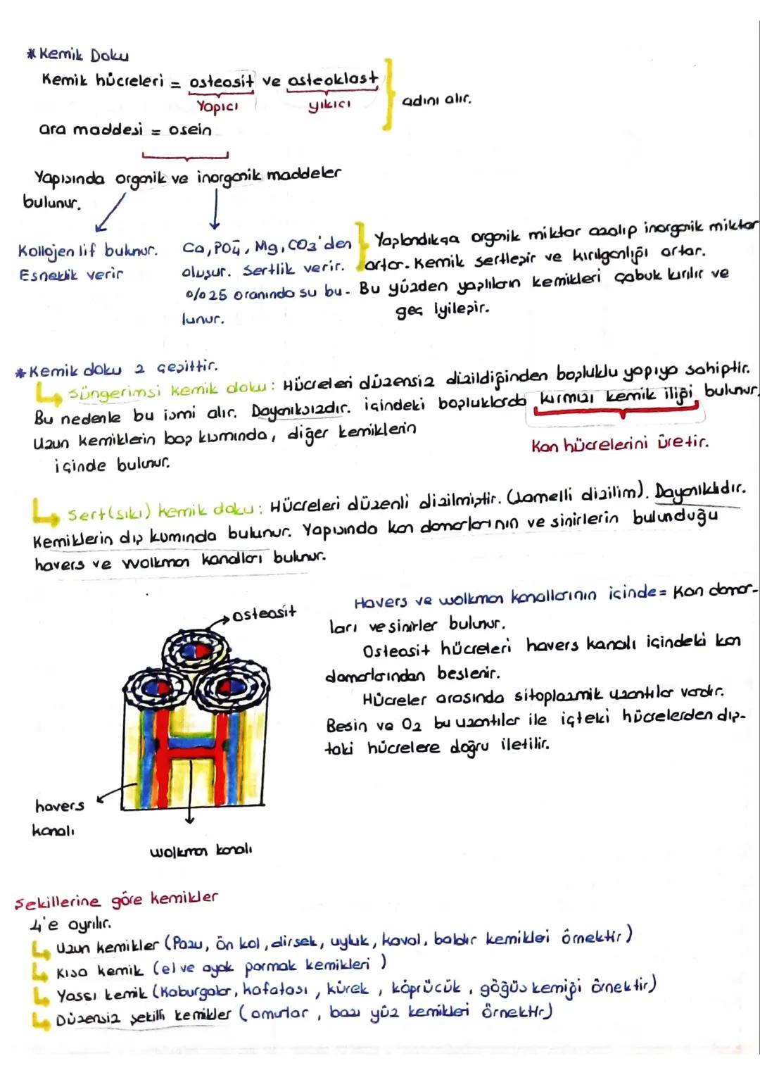 DESTEK VE HAREKET SİSTEMİ
(iskelet - Kas sistemi)
*Kıkırdak doku:
Kıkırdak hücresine = Kondrosit
denir.
=
Ara maddesinde bolmiktarda kondroi